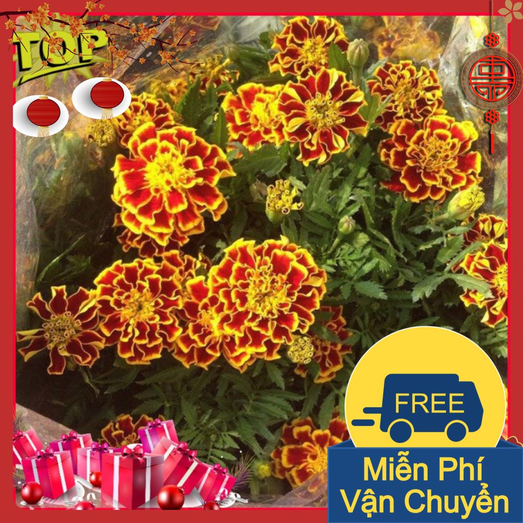Combo 2 Gói Hạt Giống Hoa Cúc Vạn Thọ Pháp