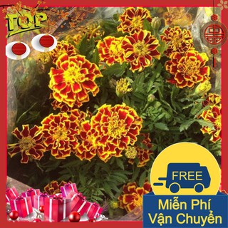 Combo 2 Gói Hạt Giống Hoa Cúc Vạn Thọ Pháp