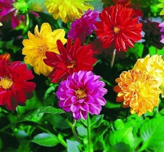 HẠT. GIỐNG HOA THƯỢC DƯỢC MIX