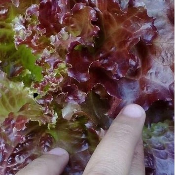 Hạt giống xà lách xoăn tím Thái lan