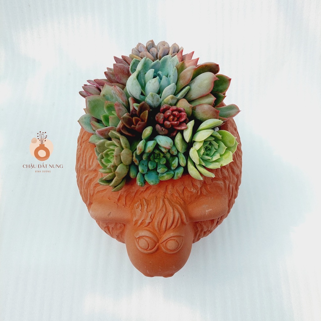 Chậu đất nung, Chậu sen đá - Cừu Mập Heo, miệng chậu 12cm, chiều cao 17cm