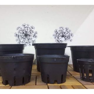 Chậu nhựa trồng lan f12 ( 50 chậu)
