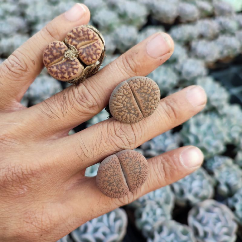 Sen Mông Lithop Size 1,5-2cm Siêu Cute Giống Mới, Hàng Nhổ 1 Cây, Sen Đá Vườn PANDAA GARDEN Cực Xinh, Lỗi 1 Đổi 1