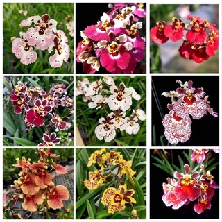 Hoa Lan Vũ Nữ bút chì sỉ 2.5k( set 10 cây )
