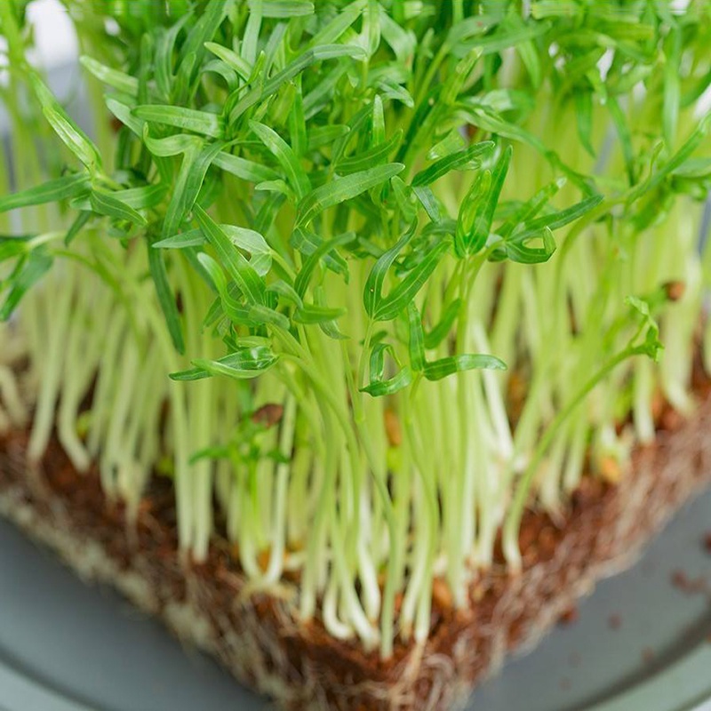 Hạt Giống Rau Mầm Rau Muống - Hạt Giống Rau Mầm TH Garden Cao Cấp Giàu Dinh Dưỡng, Dễ Trồng, Tỷ Lệ Nảy Mầm Cao