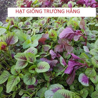 Hạt Giống Rau Dền Khoang Giống Sinh Trưởng Khỏe Kháng Sâu Bệnh 10 Gam Hạt