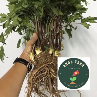 Cây Sâm Đương Quy 10k/cây