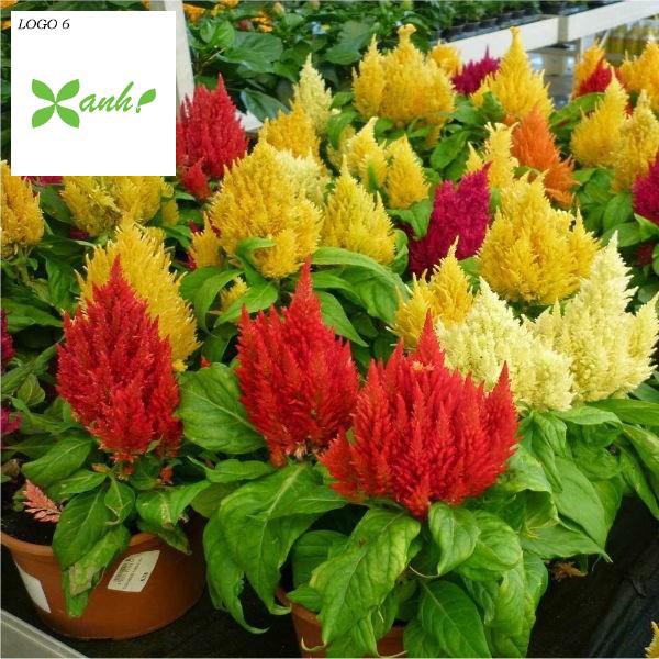 50H - HẠT GIỐNG HOA MÀO GÀ LỬA