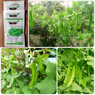 10gr - sản phẩm hạt giống đậu rồng