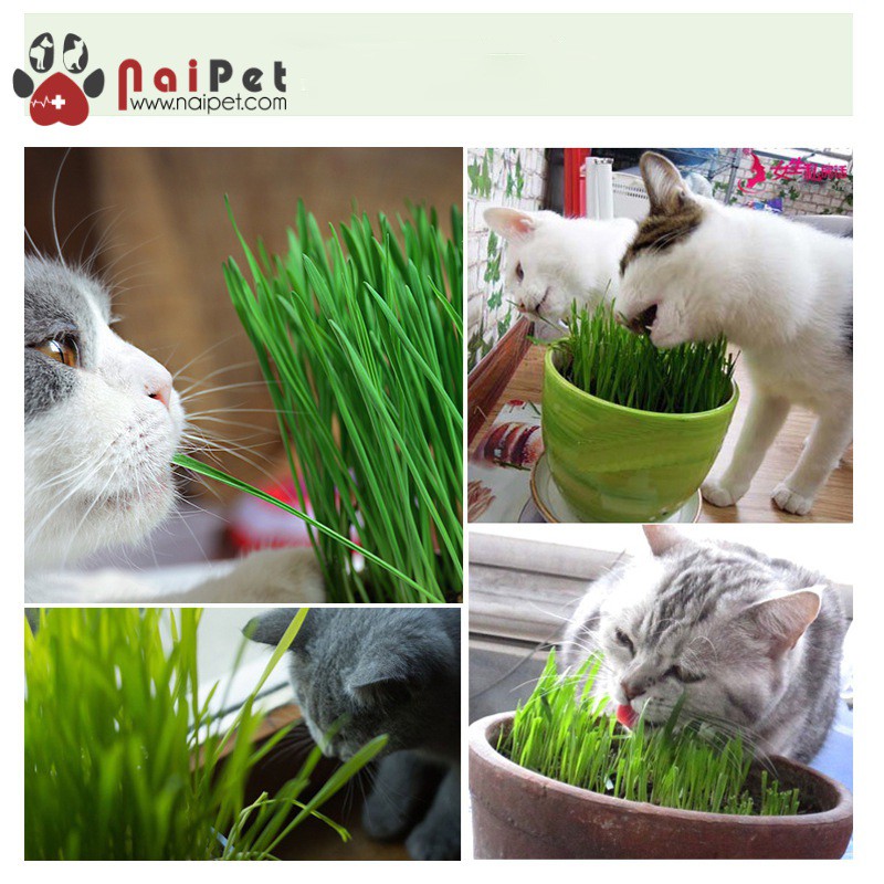 Trồng Cỏ Tươi Hạt Giống Cỏ Tươi Cho Mèo Cat Grass Seeds Bioline 100g CCT002