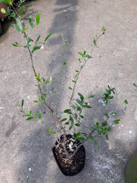 Chậu cây linh sam lá trung siêng hoa