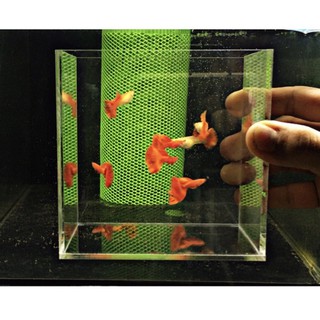 Hồ Show Cá Siêu Trong Acrylic (12cm x 7cm x 12cm)