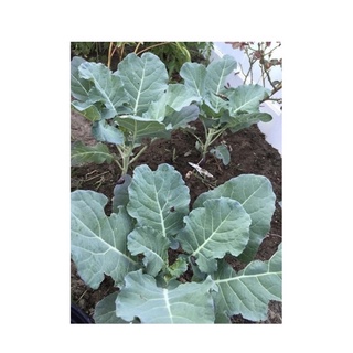 Hạt giống rau cải rổ ( cải làn)