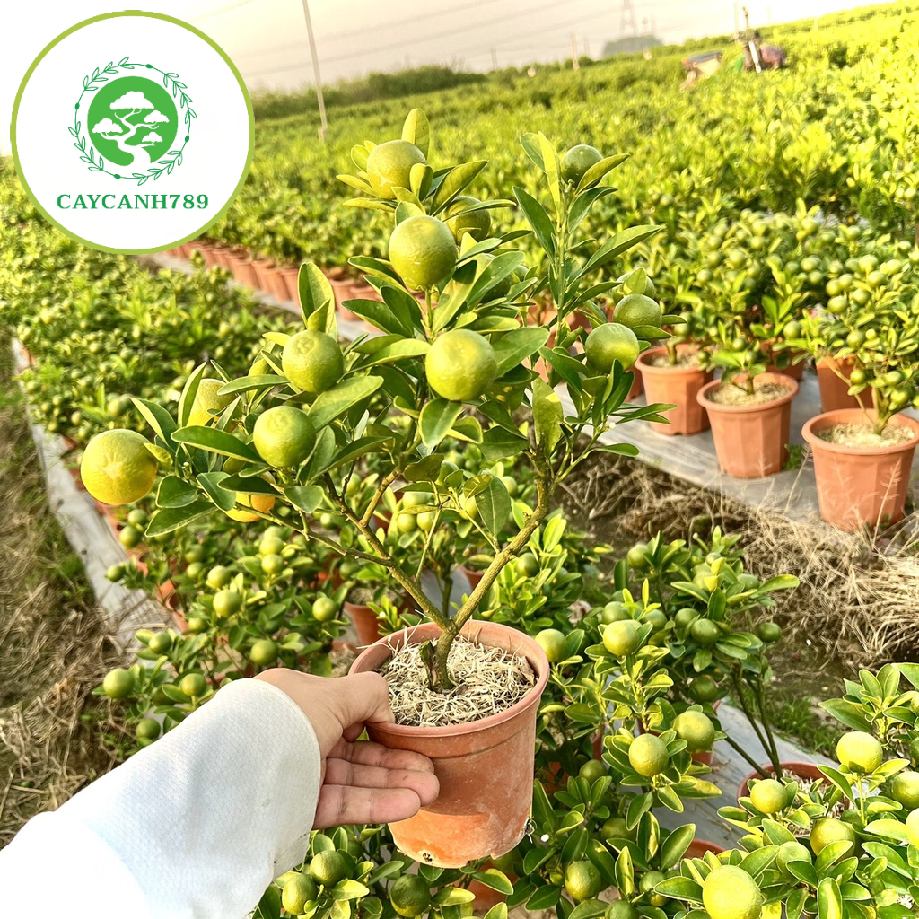Cây quất tiểu cảnh mini cao 20-30 cm chín đúng dịp tết (ảnh thật)