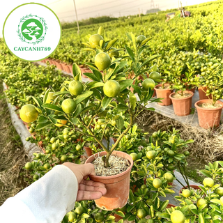 Cây quất tiểu cảnh mini cao 20-30 cm chín đúng dịp tết