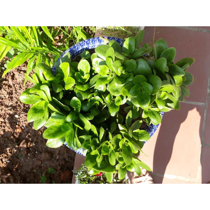 Cây giống lá bỏng