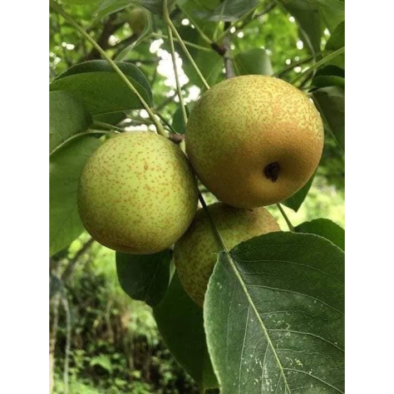 5 cây Lê giống