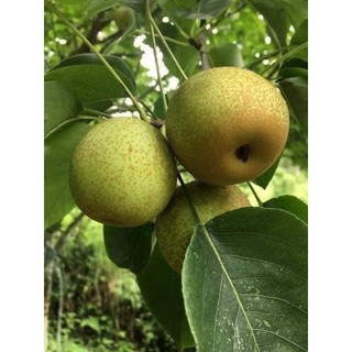 5 cây Lê giống