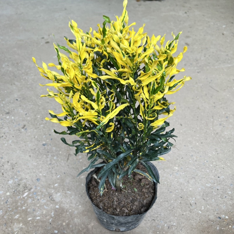Cây cô tòng lá xoăn, cây vàng anh ruột gà cao 25cm, cây cảnh trang trí ban công, sân vườn và ven tường rào