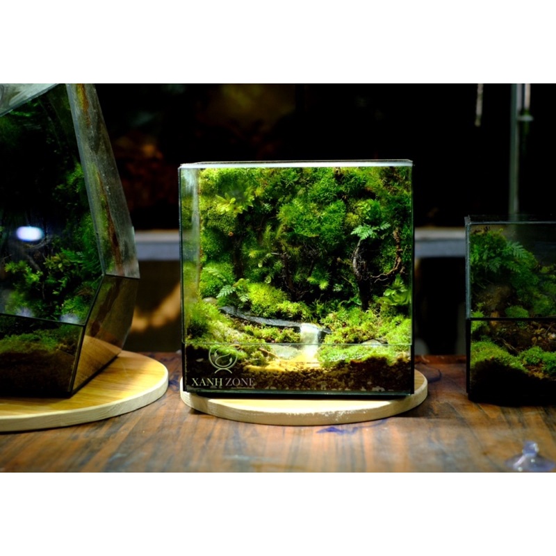 Terarium bình kín, đa giác kính, Xanhzone