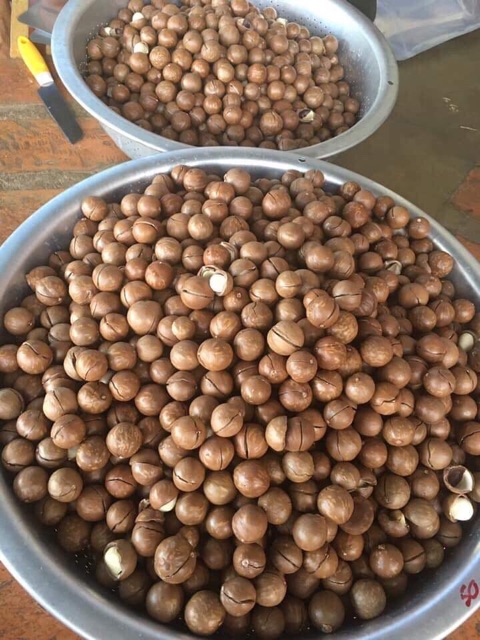 500g Hạt Macca Organic Sạch Di Linh Lâm Đồng nhà trồng size A (hạt mắc ca)