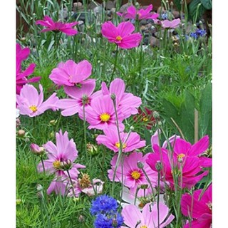 100 Hạt giống hoa Sao nháy mix