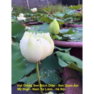 Gói 5 Hạt sen Bách diệp