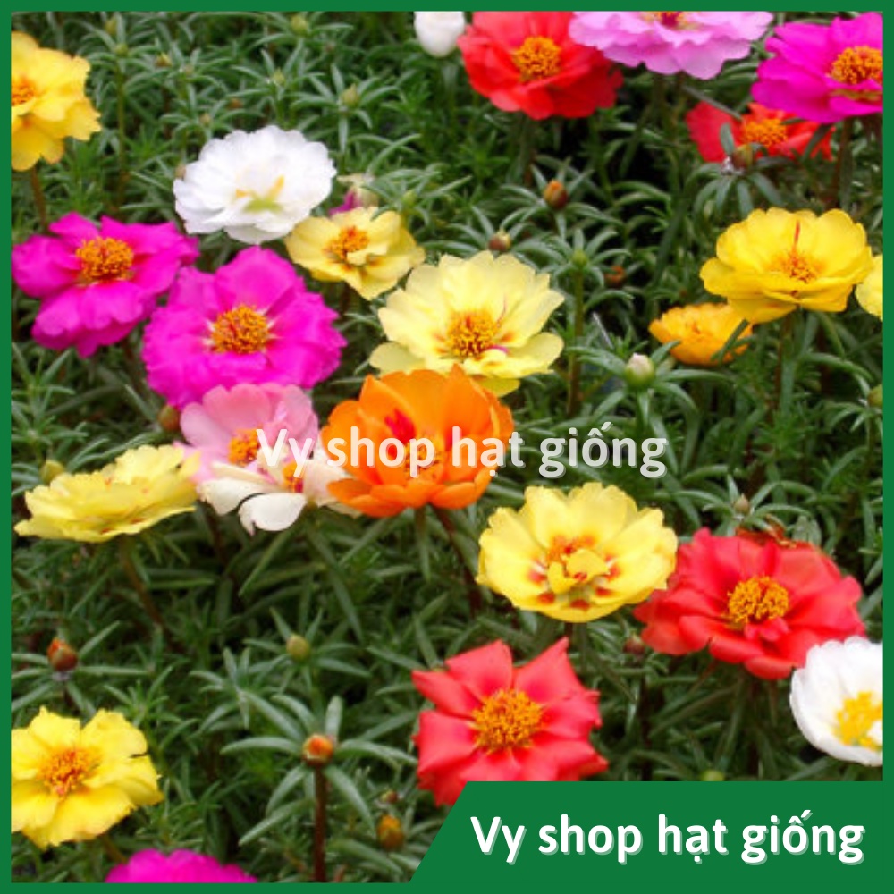 Hạt giống hoa mười giờ mỹ đơn gói 1000 hạt mix màu