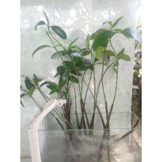 THỦY SINH - ĐƯỚC NƯỚC NGỌT - BÁN CẠN x5