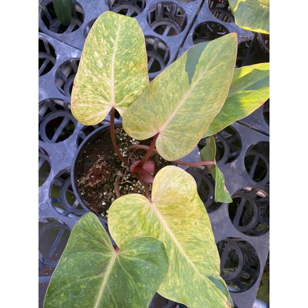 Chậu cứngPhilodendron painted lady