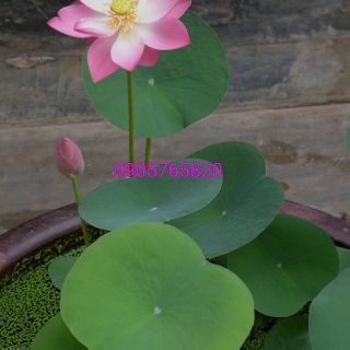 Hạt giống sen hồng Việt Nam 20 hạt