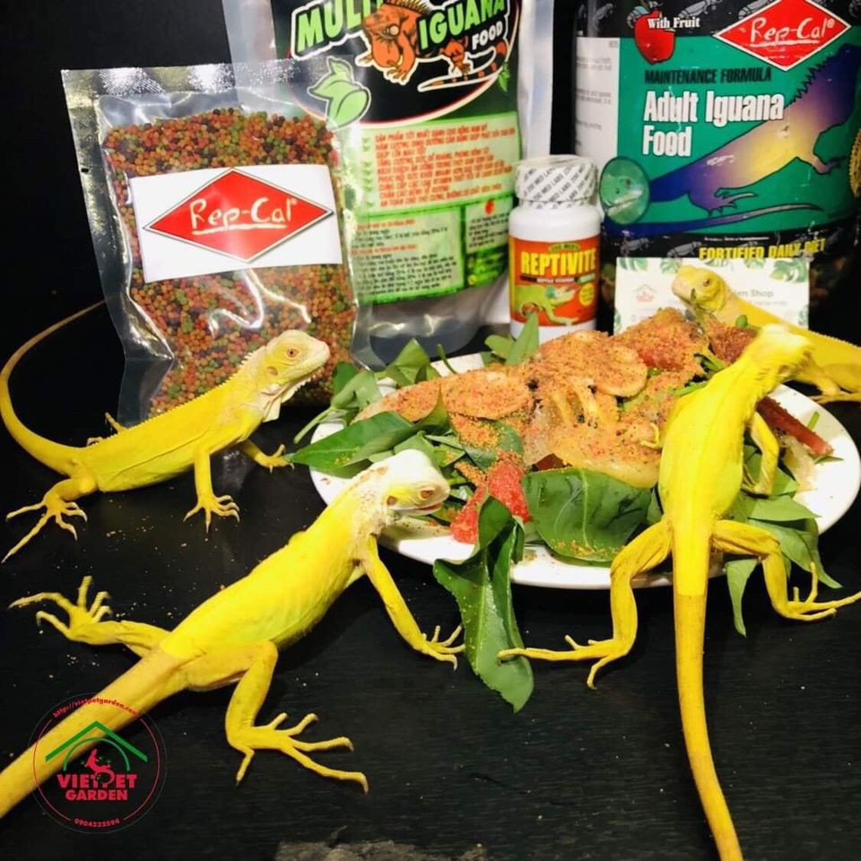 Multi Iguana | Thức ăn cho rồng Nam Mỹ | VietpetgardenHCM