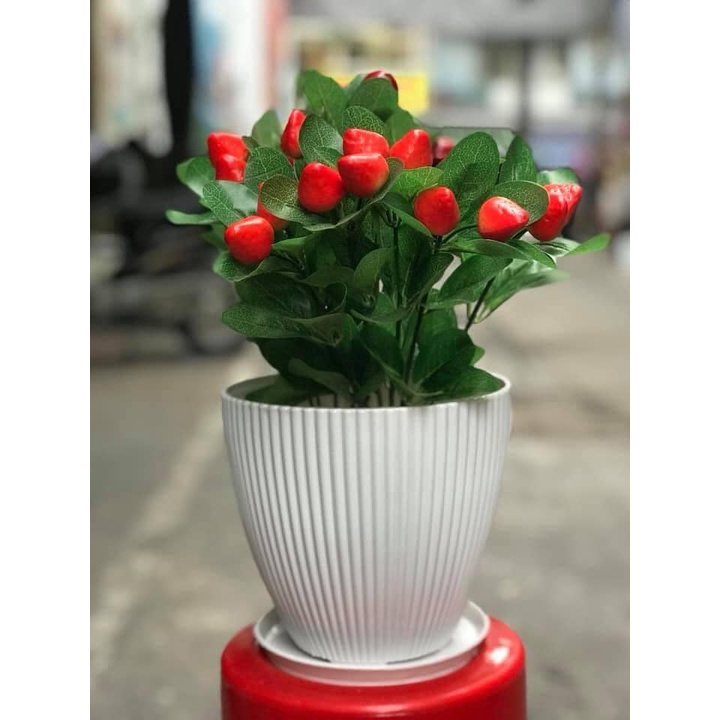 Chậu Tròn Sọc, Sọc Gân trồng hoa kiểng nhỏ trang trí bàn + đĩa lót vừa chậu