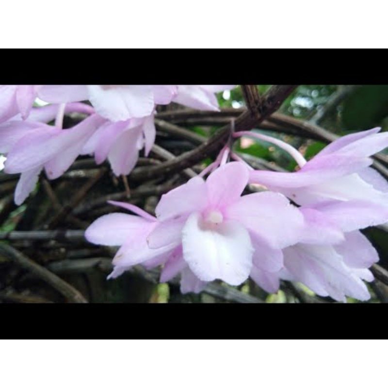 Lan Hoàng thảo tích tụ 1 giề