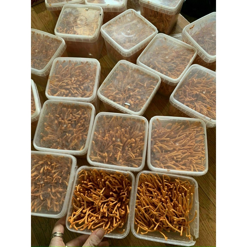 Đông trùng hạ thảo sấy khô loại thượng hạng