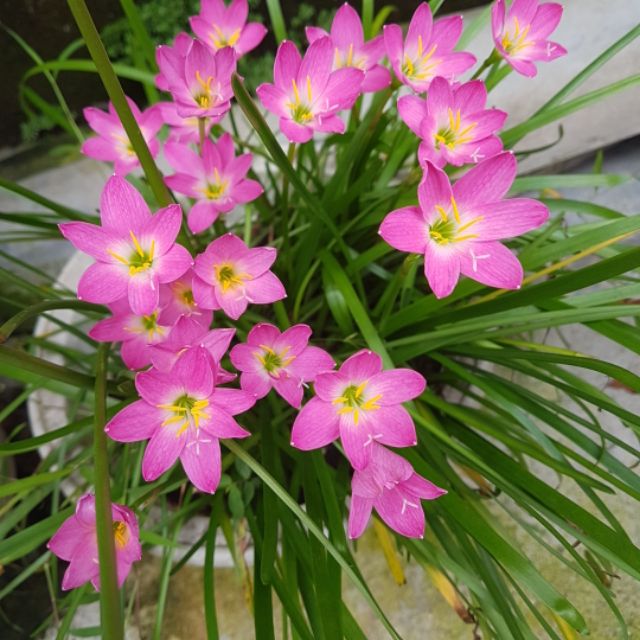 Củ hoa huệ mưa (hoa báo bão)2