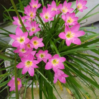 Củ hoa huệ mưa (hoa báo bão)2