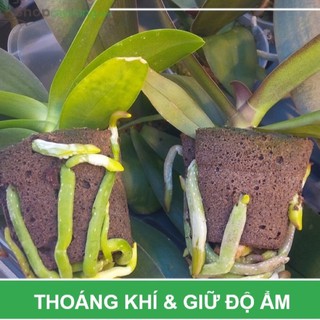set 1 gói 10 miếng mút ươm ki lan phi điệp