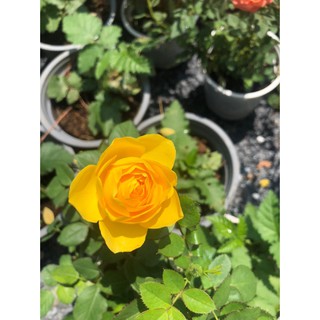 Chậu cây Hồng Tezza cây khoẻ ổn định màu hoa như hình