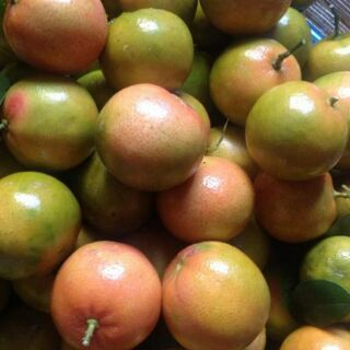 Cây giống chanh đào - cây chiết nhanh trái