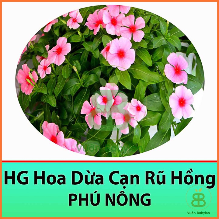 Hạt Giống Hoa Dừa Cạn RŨ Hồng 10 HẠT