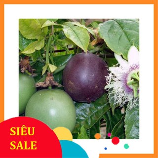 30 Hạt giống Chanh Dây Tím (tặng gói kích nẩy mầm và hướng dẫn) VIETPHAT