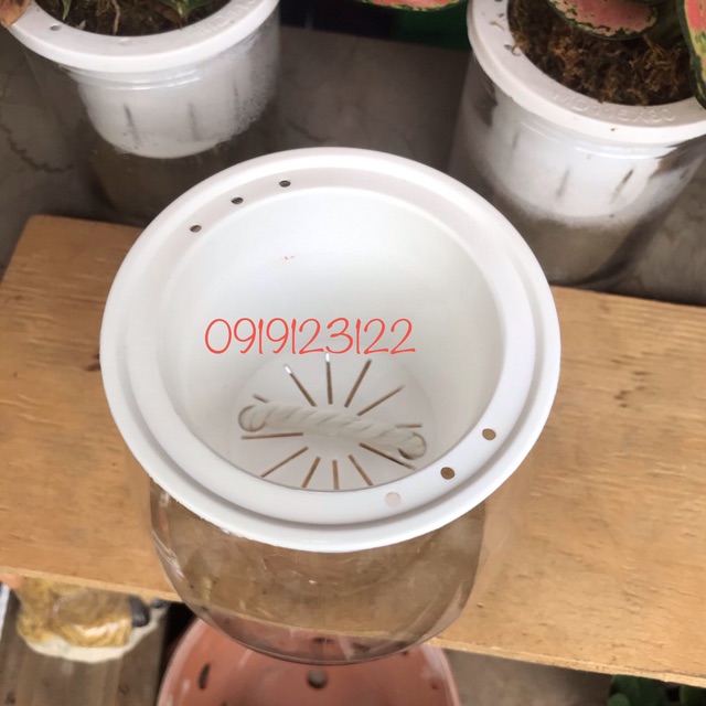 Set 10 bộ chậu thuỷ sinh 10*13cm