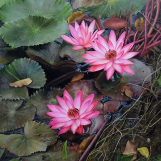 CỦ HOA SÚNG THÁI