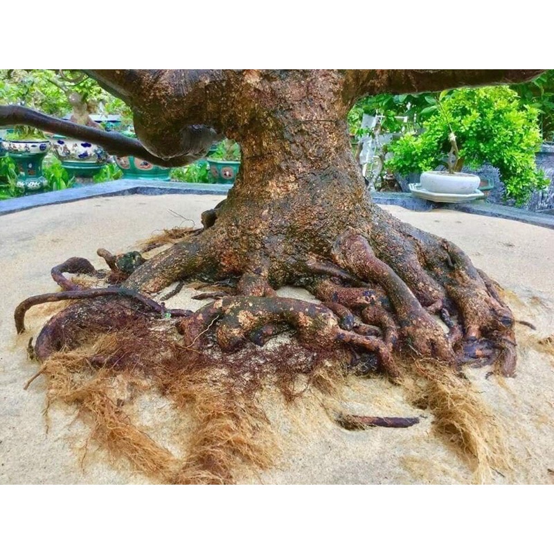 Siêu ra rễ Việt Tiệp dung tích 100ml với nguyên liệu nhập khẩu chuyên kích rễ, cho mai, trang, hoa hồng và cây bonsai