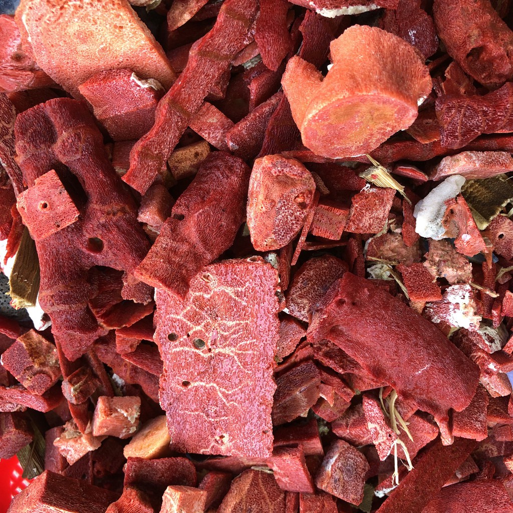 Vòng tay đá tự nhiên phong thuỷ san hô đỏ, vòng đá phong thuỷ Thường Lạc mang lại sự thịnh vượng, may mắn