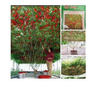 Cà Chua Bạch Tuộc ( Cà chua leo giàn) 10 hạt KHUYẾN MẠI SHOP MỚI HẠ GIÁ SỈ
