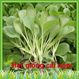 Hạt Giống Cải Ngọt