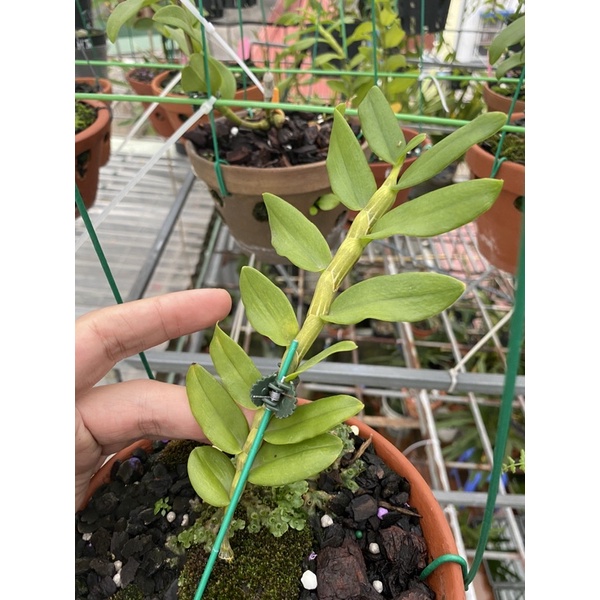 hoa lan 5ct lâm xung