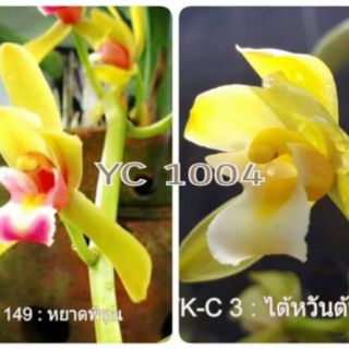 Lan kiếm mix màu